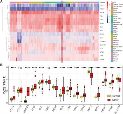 Comprehensive multiomics analysis of cuproptosis-related gene characteristics in hepatocellular carcinoma